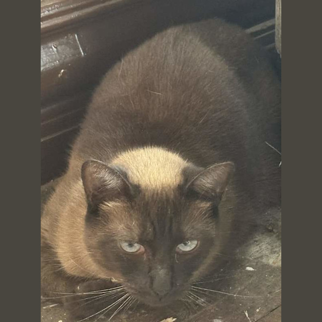Photo of Nala
