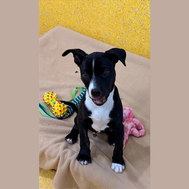 Photo of Cookie