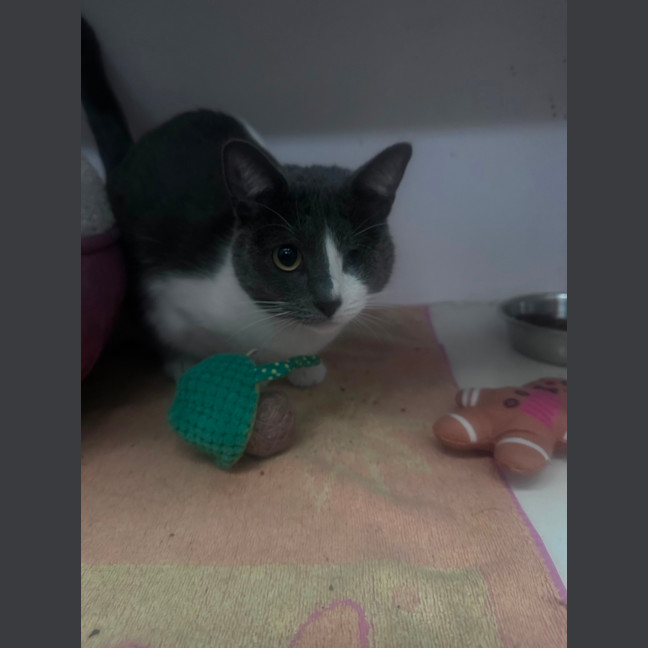 Photo of Raja