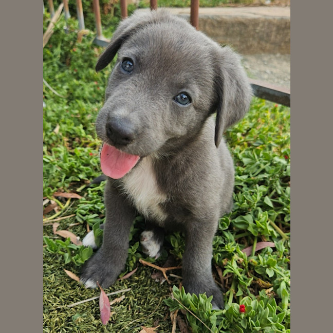 Photo of Toddles 