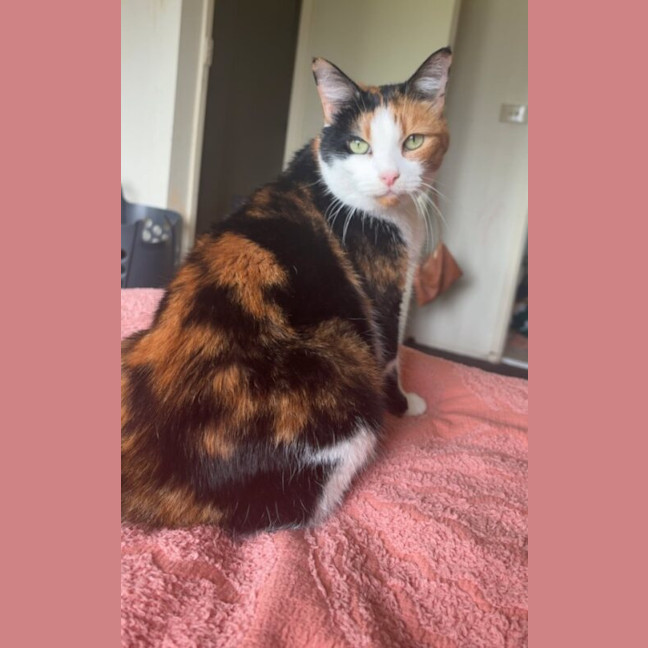 Photo of Maple