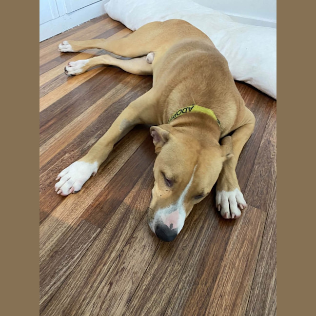 Photo of Chase 