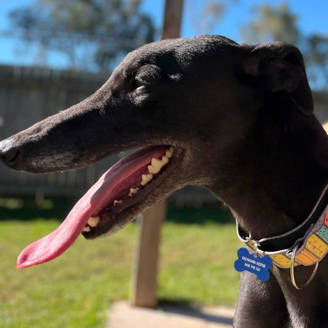 Photo of Sago The Greyhound