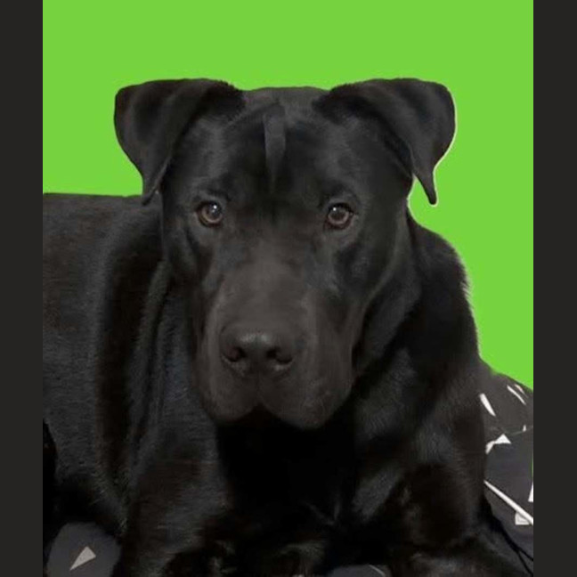 Photo of Hercules
