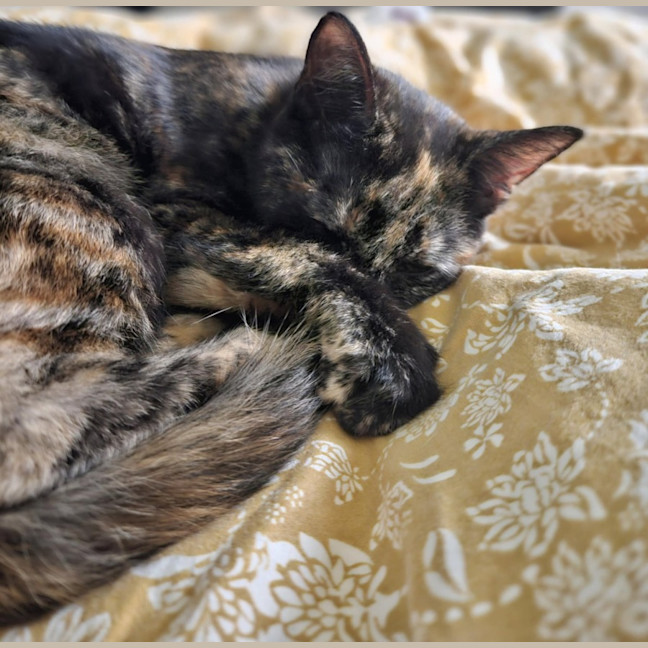 Photo of Gracie   In Foster Care In Bentleigh East