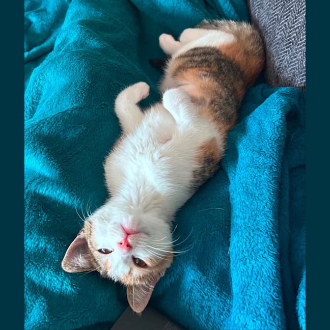 Photo of Cally