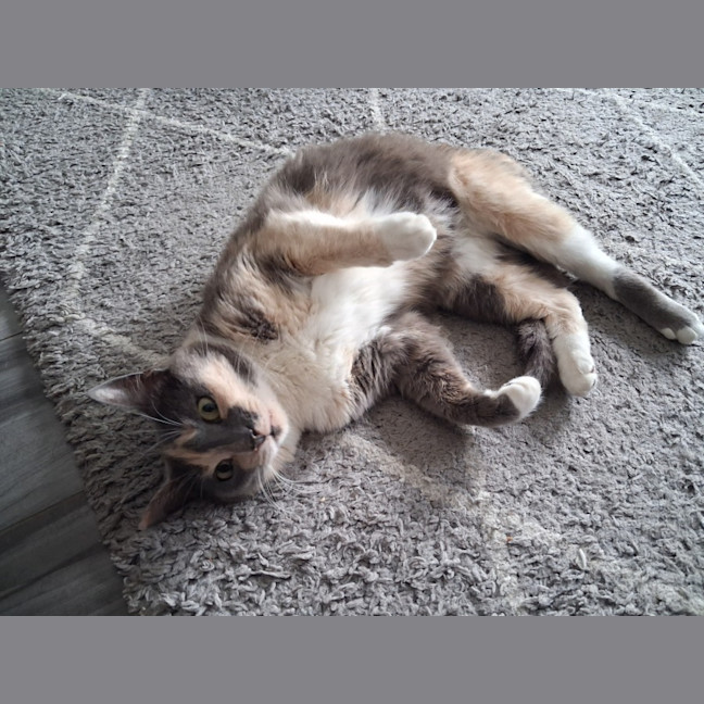 Photo of Holly ** The Most Affectionate **