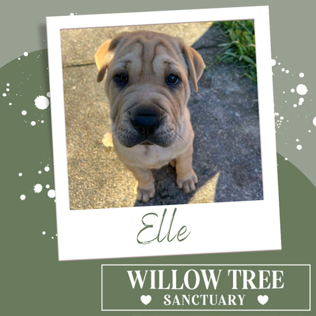 Photo of Elle