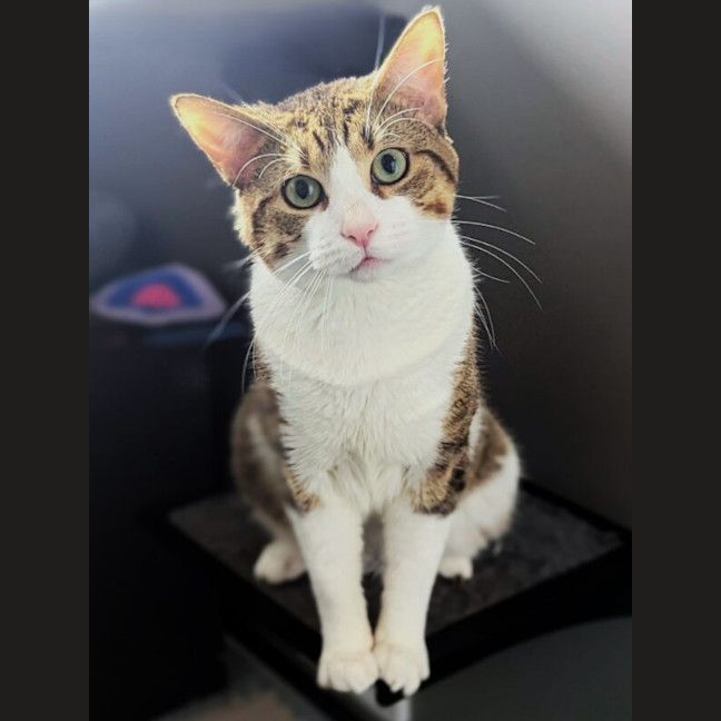 Photo of Tigey