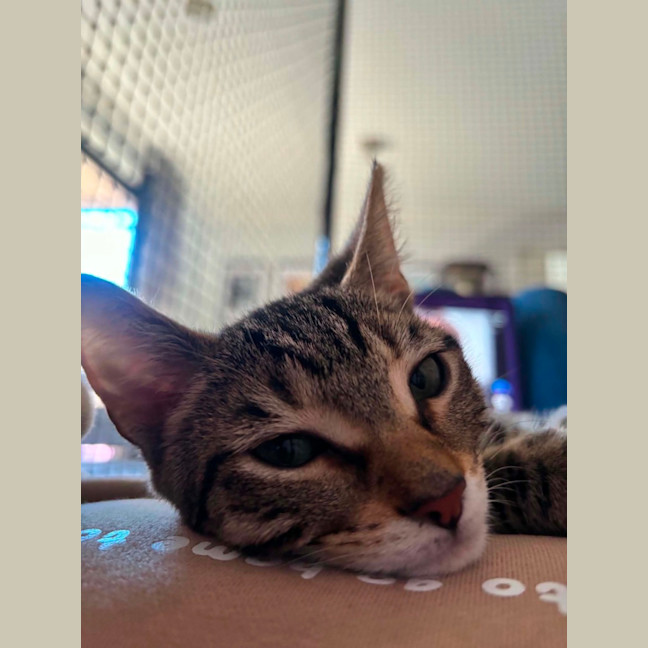Photo of Alvin