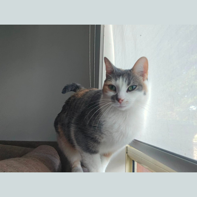 Photo of Cindy *9 Lives Project Rescue*