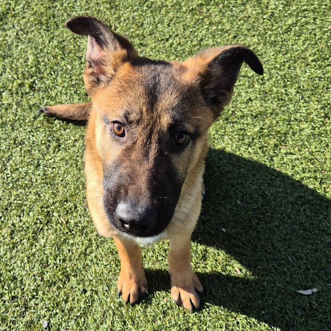 Photo of Arlo