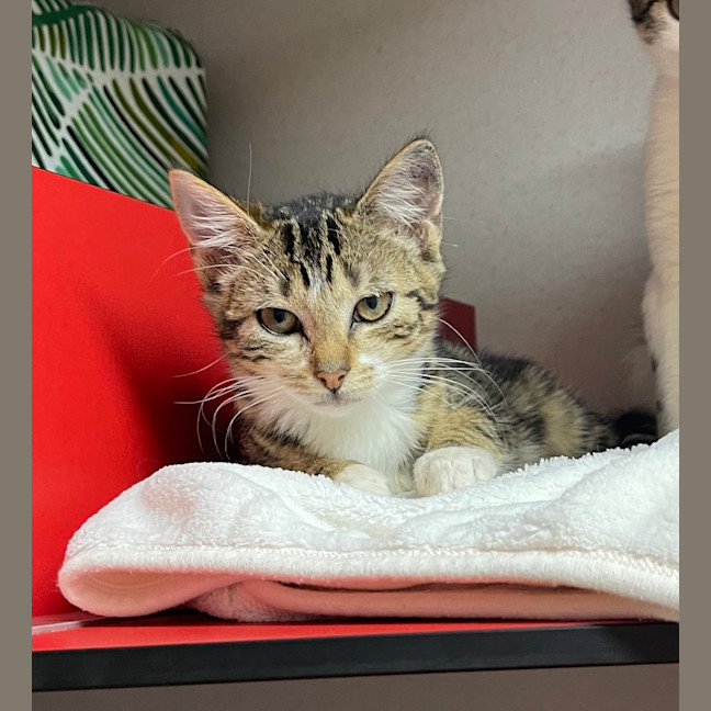 Photo of Mittens