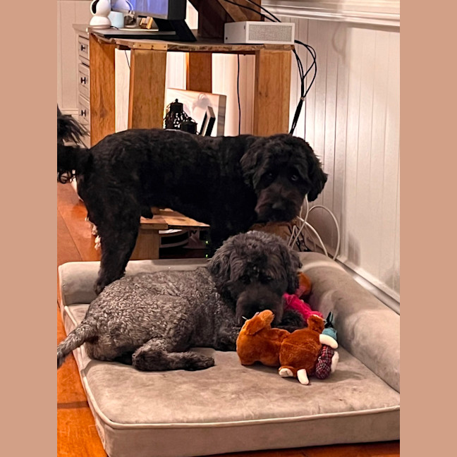 Photo of Bear 