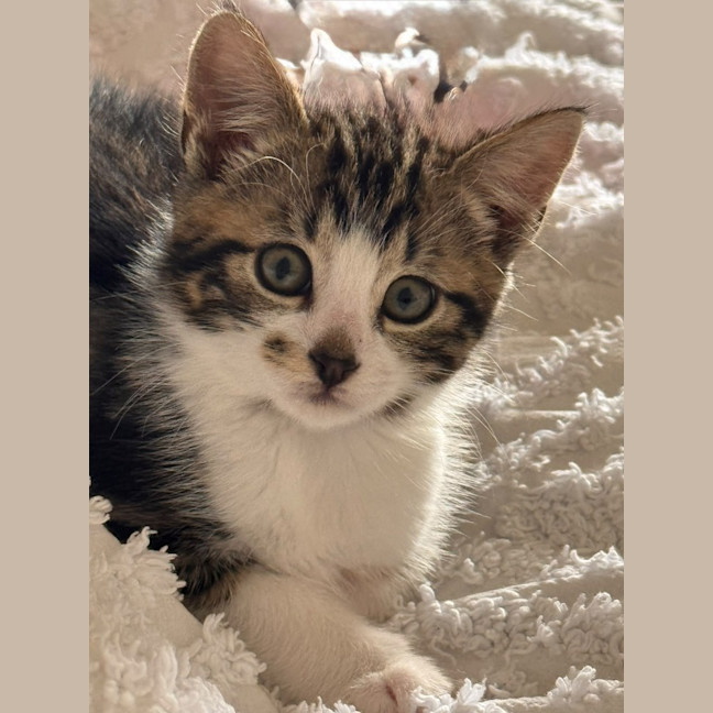 Photo of Smudge
