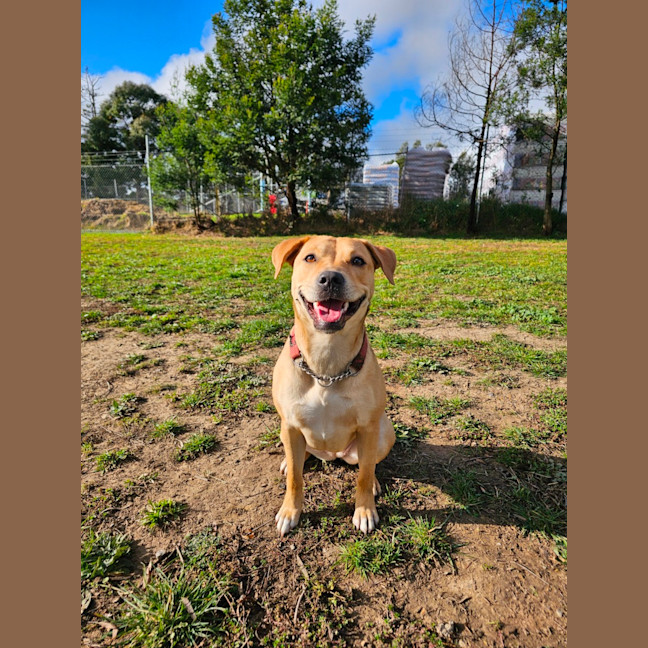 Photo of Honey