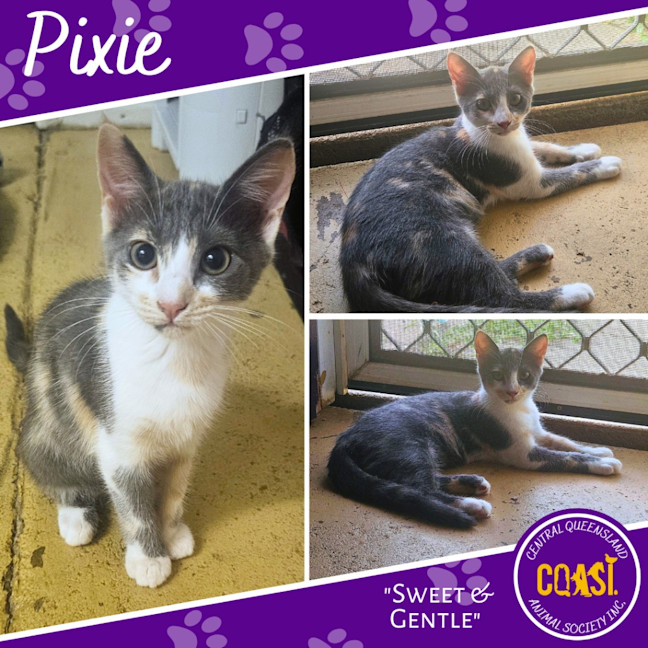 Photo of Pixie