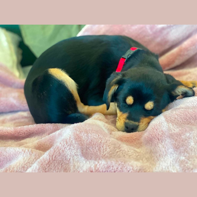 Photo of Elsie   11 Week Old Pug X Cavalier X Kelpie