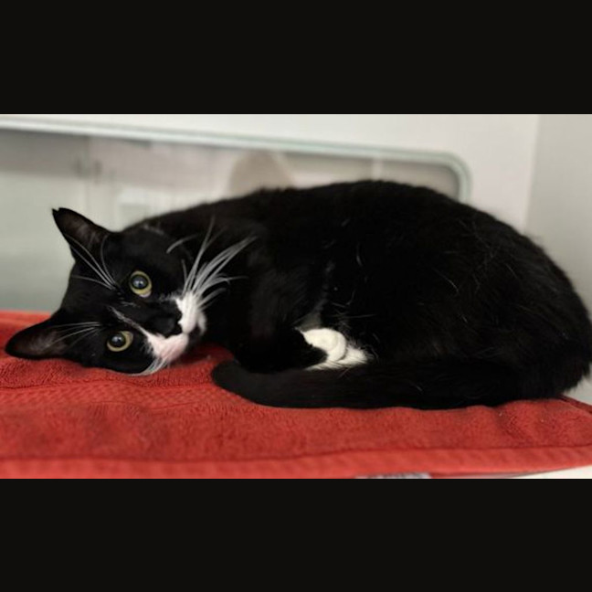 Photo of Pickle