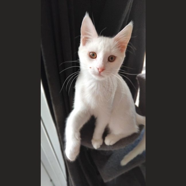 Photo of Smudge 