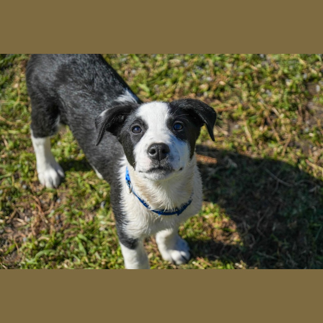 Photo of Dax