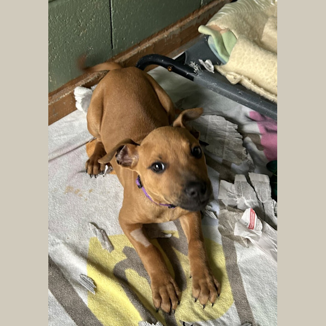 Photo of Diesel (Damon) 
