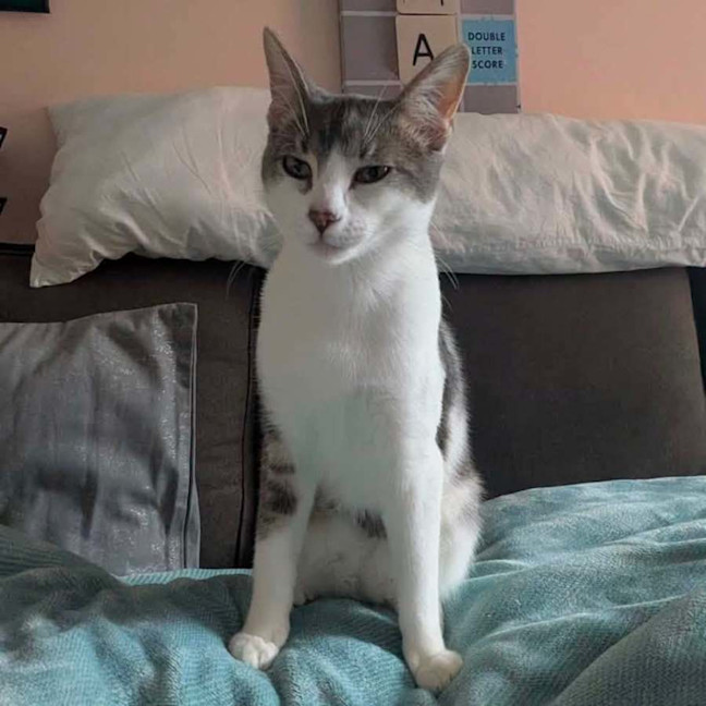 Photo of 13676   Smokey