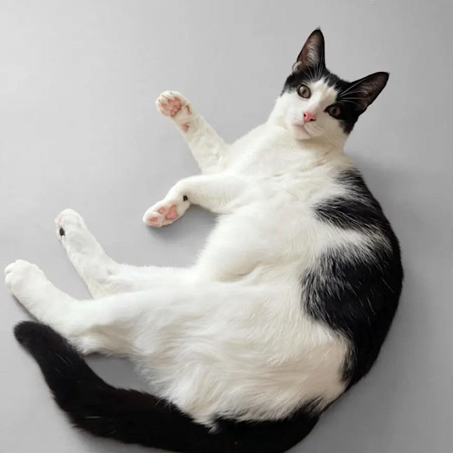 Photo of Rocky