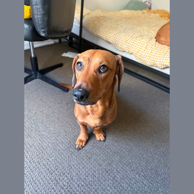 Photo of Daphne