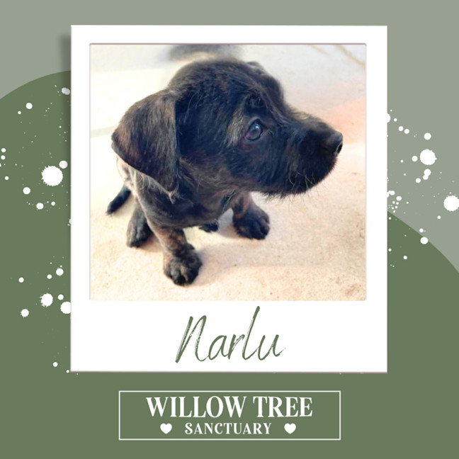 Photo of Narlu 