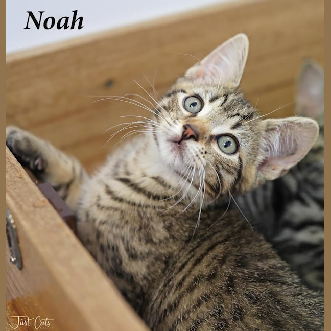 Photo of Noah