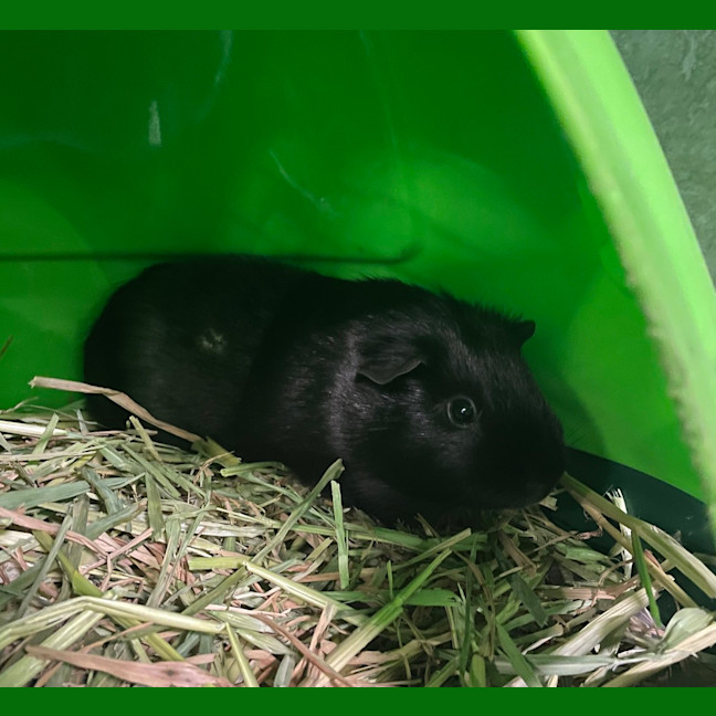 Photo of Hermia
