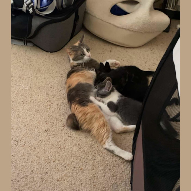 Photo of Lola   2 Year Old Manx X Dsh Dilute Calico