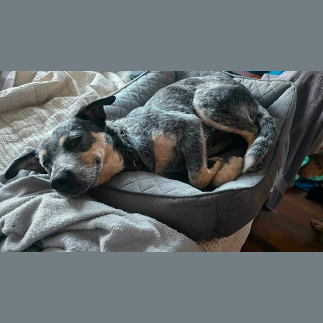 Photo of Speckles