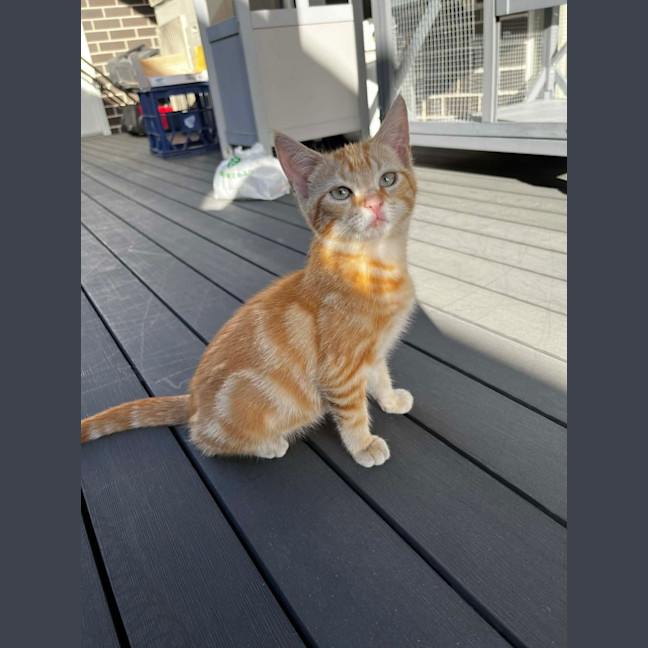 Photo of Tobi