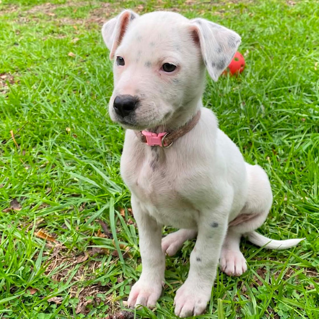 Photo of Stella