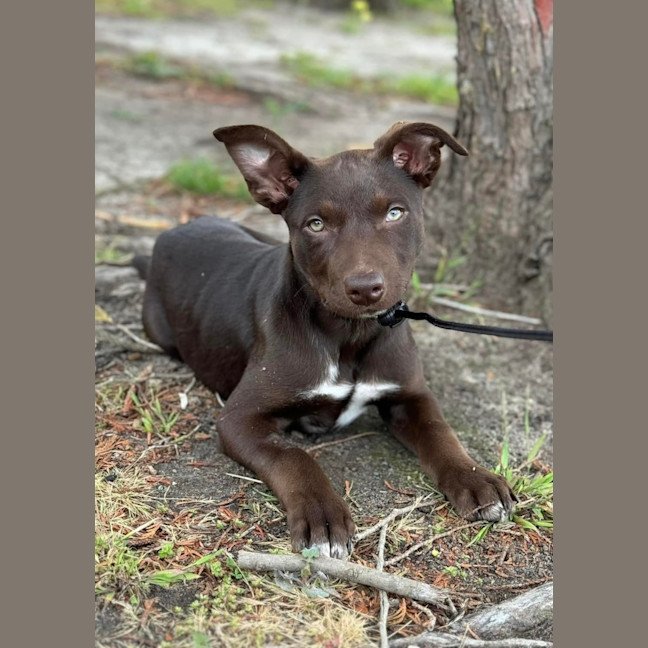 Photo of Chocolate Bean 