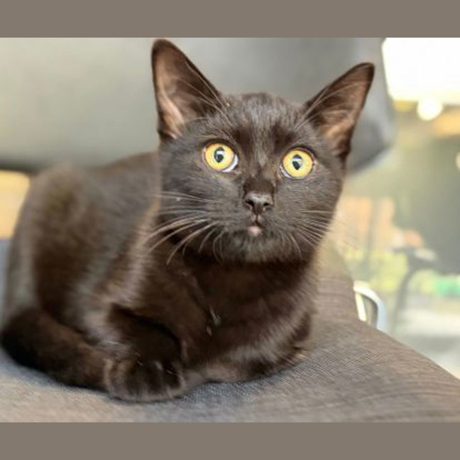 Photo of Bean