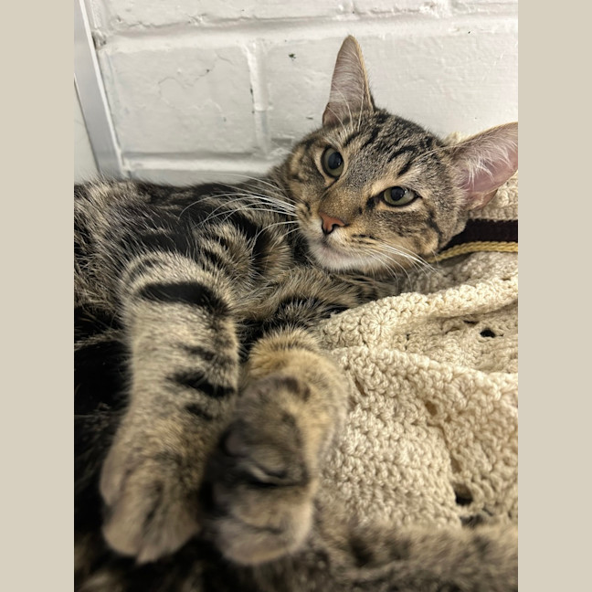 Photo of Moogie
