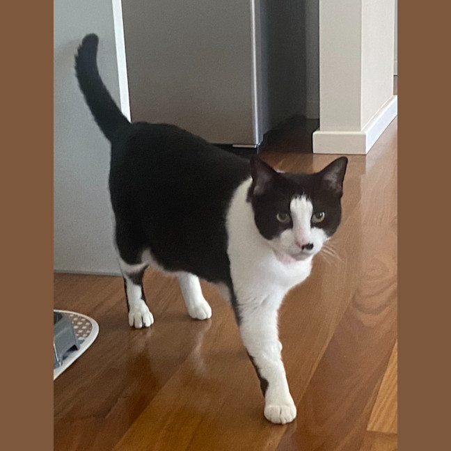 Photo of Felix