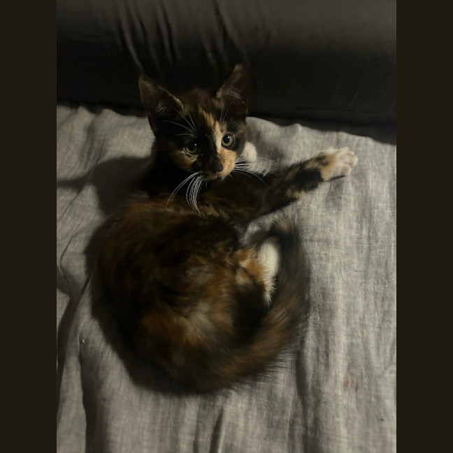 Photo of Ember