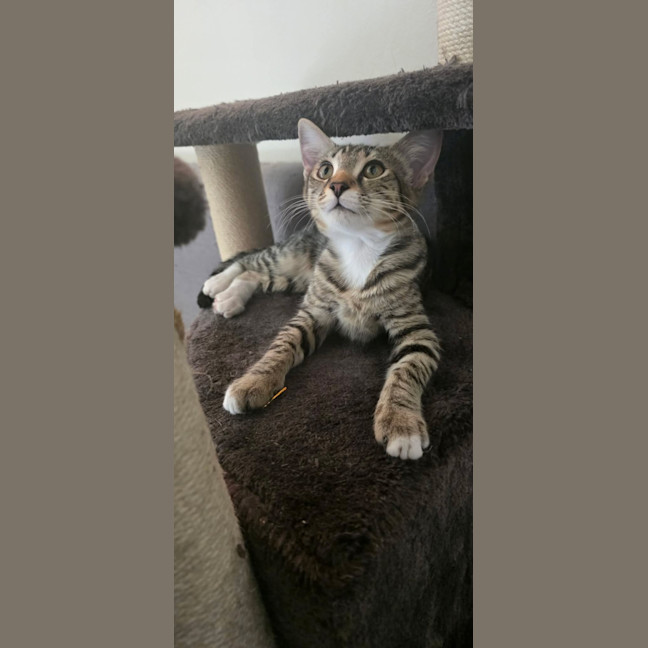 Photo of Dini