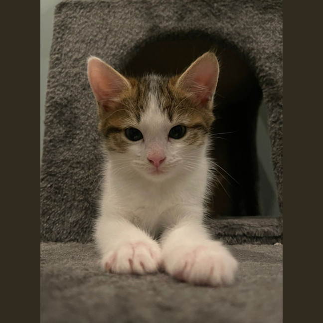 Photo of Pear And Pineapple 