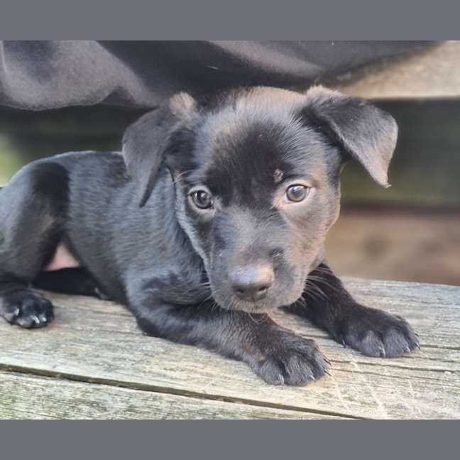 Photo of Tess