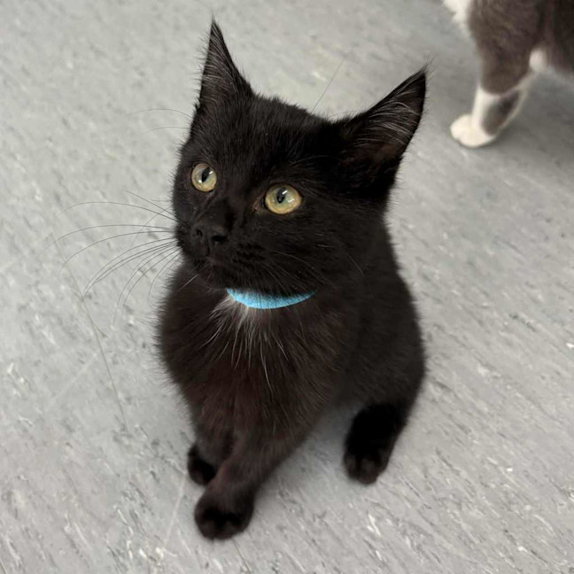 Photo of Barbecue Sauce