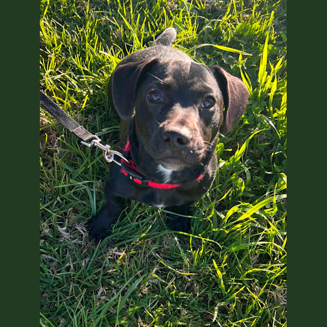 Photo of Whiskey