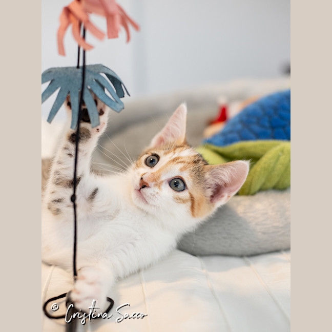 Photo of Squeak