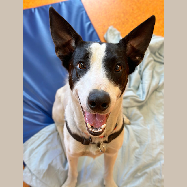 Photo of Bandit