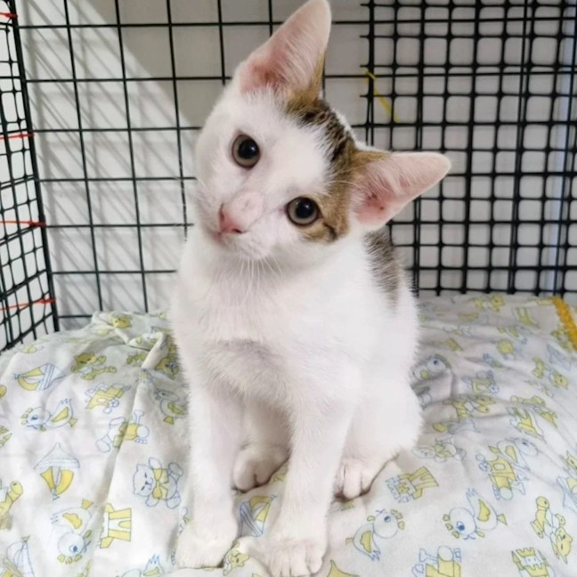 Photo of Mochi