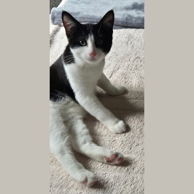 Photo of Winter Meet Me@Petstock Mornington Nepean Hwy 